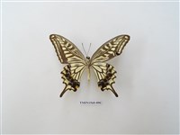 藏品(柑橘鳳蝶)的圖片